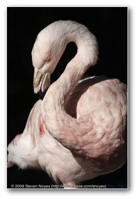 Flamingo : Phoenix Zoo