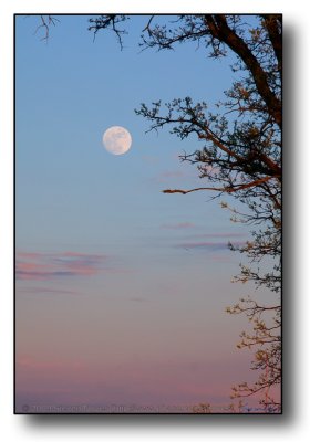 Rising Moons