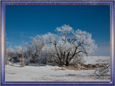 HoarFrost_9712.jpg