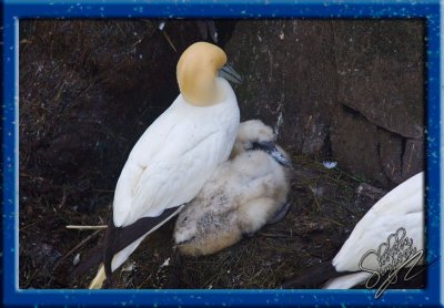 04272_Northern Gannet and Chick.jpg
