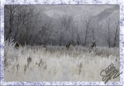 75464 Deer Standing in Hoar Frost.jpg