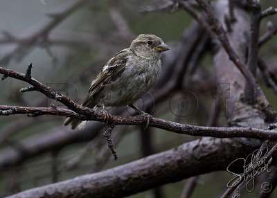 100304_Sparrow on Branch.jpg