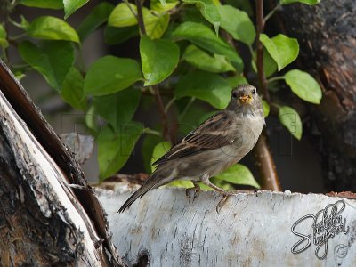 100260_Sparrow.jpg