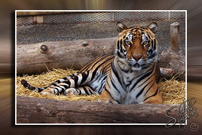 100475_Tiger In Captivity.jpg