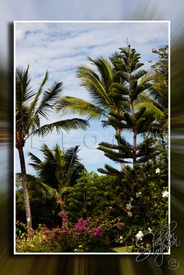 113692_Hawaii2010.jpg