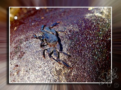 Crab on Rock _11358.jpg