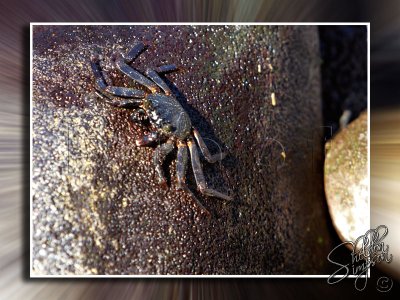 Crab on Rock _113582.jpg