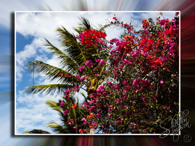 Hawaiian Flowers _113704.jpg
