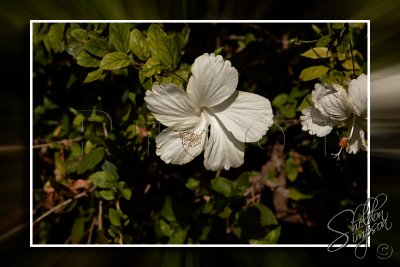 Hawaiian Hibiscus _113689.jpg