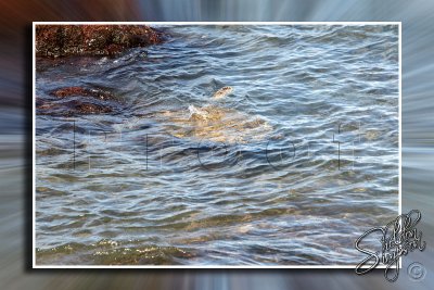 Turtle Feeding in Shallow Water _113598.jpg