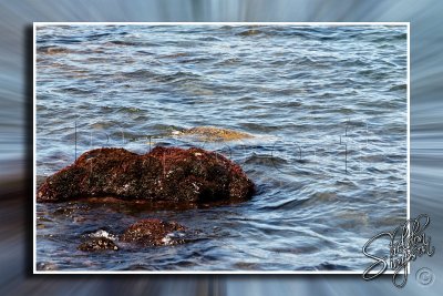 Turtle Feeding in Shallow Water _113619.jpg