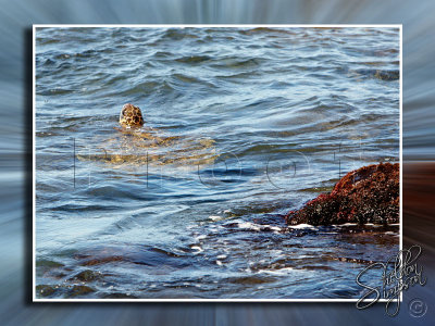 Turtle Feeding in Shallow Water _113632.jpg