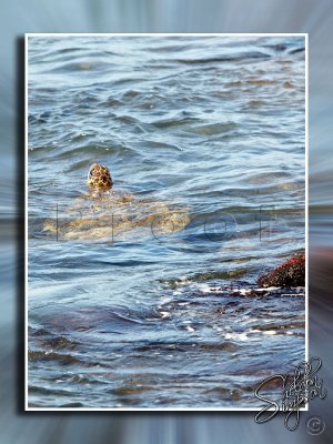 Turtle Feeding in Shallow Water _113633.jpg