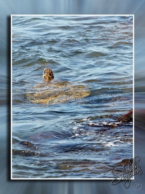 Turtle Feeding in Shallow Water _113634.jpg