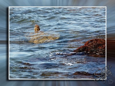 Turtle Feeding in Shallow Water _113635.jpg