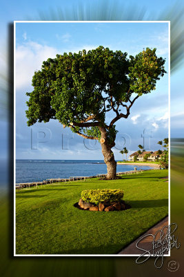 114124_Hawaii2010_D3S9625.jpg