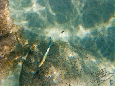 115843_Hawaii2010_G9_9152.jpg