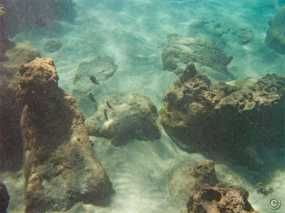 115848_Hawaii2010_G9_9157.jpg