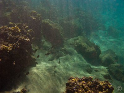 115850_Hawaii2010_G9_9159.jpg