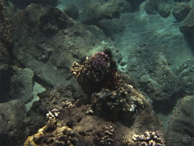 115851_Hawaii2010_G9_9160.jpg