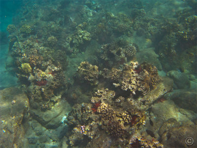 115852_Hawaii2010_G9_9161.jpg