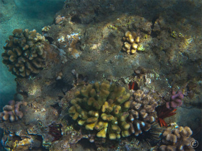 115855_Hawaii2010_G9_9164.jpg