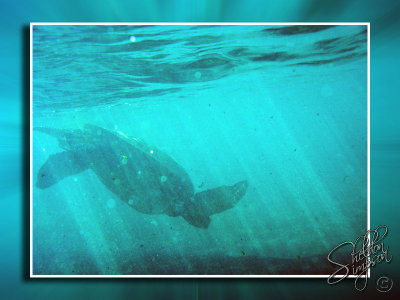 115885_Hawaii2010_G9_9194.jpg