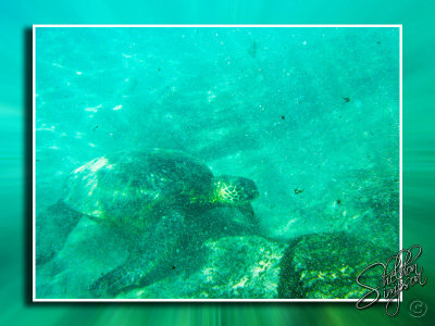115889_Hawaii2010_G9_9198.jpg