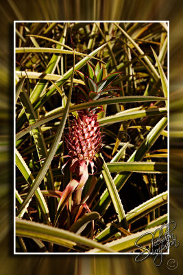 116074_Hawaii2010_D3S0879.jpg