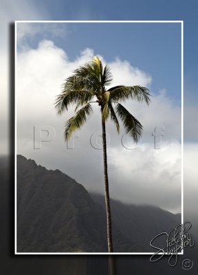116600_Hawaii2010_M4D6663.jpg