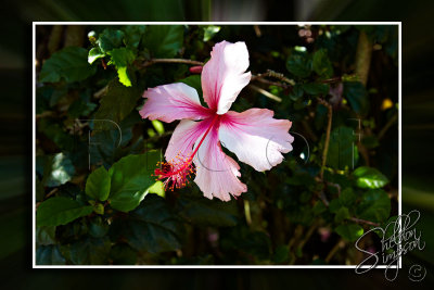 117524_Hawaii20101M4D7304.jpg