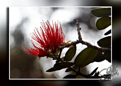 117766_Hawaii2010_M4D7536.jpg