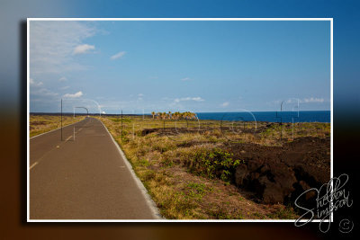 117880_Hawaii2010_M4D7622.jpg