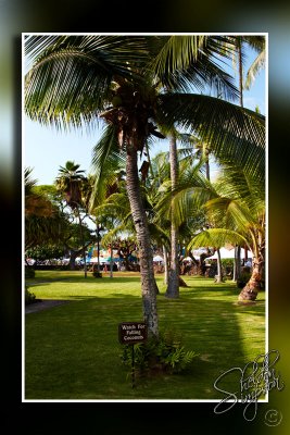 118301_Hawaii2010_M4D7915.jpg