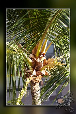 118762_Hawaii2010_M4D8167.jpg
