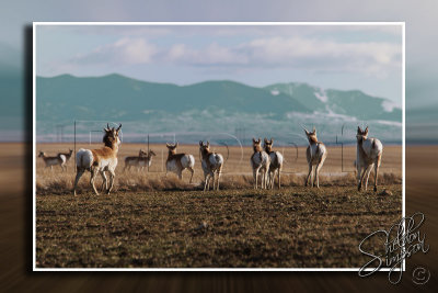 Priaire Antelope Running119565.jpg