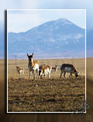 Prairie Antelope_119553.jpg