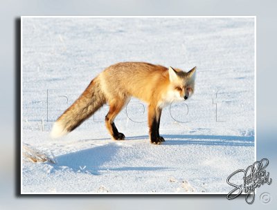 Fox in Snow _119720.jpg