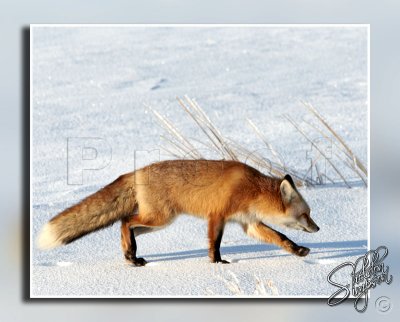 Fox Walking in Snow _119714.jpg