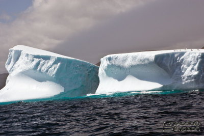 01031_nfld_d3.jpg