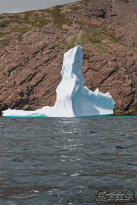 01173_nfld_d3.jpg