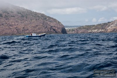 01353_nfld_d3.jpg