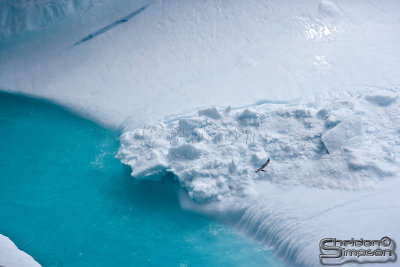 02968_nfld_ds.jpg