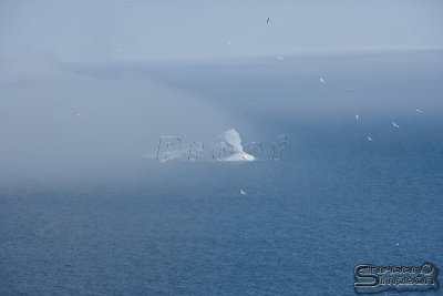 02977_nfld_ds.jpg