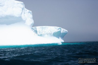 03309_nfld_1ds.jpg