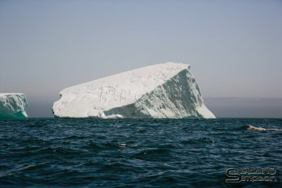 03340_nfld_ds.jpg