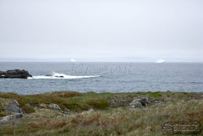 03582_nfld_ds.jpg