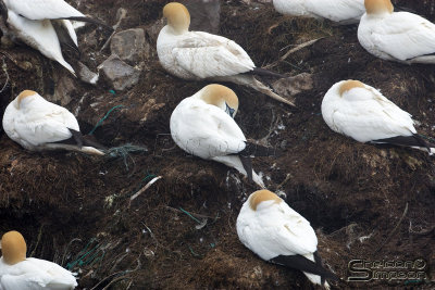 00854_nfld_d3.jpg