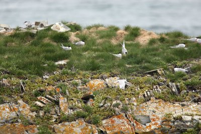 01455_nfld_d3.jpg