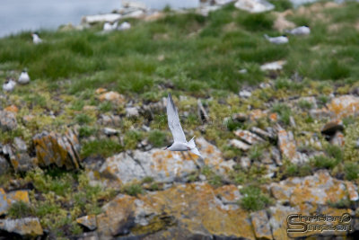 01456_nfld_d3-2.jpg